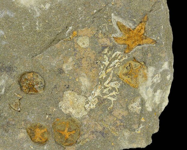 Fossil Starfish (Petraster?) & Edrioasteroids (Spinadiscus) - Morocco #118073